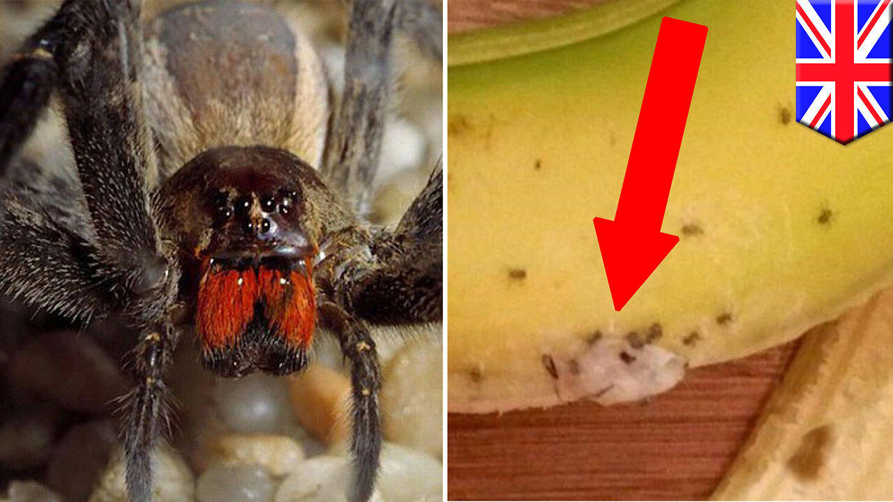 Spiders: Mom forced out of home for three days after spiders burst out of bananas - TomoNews