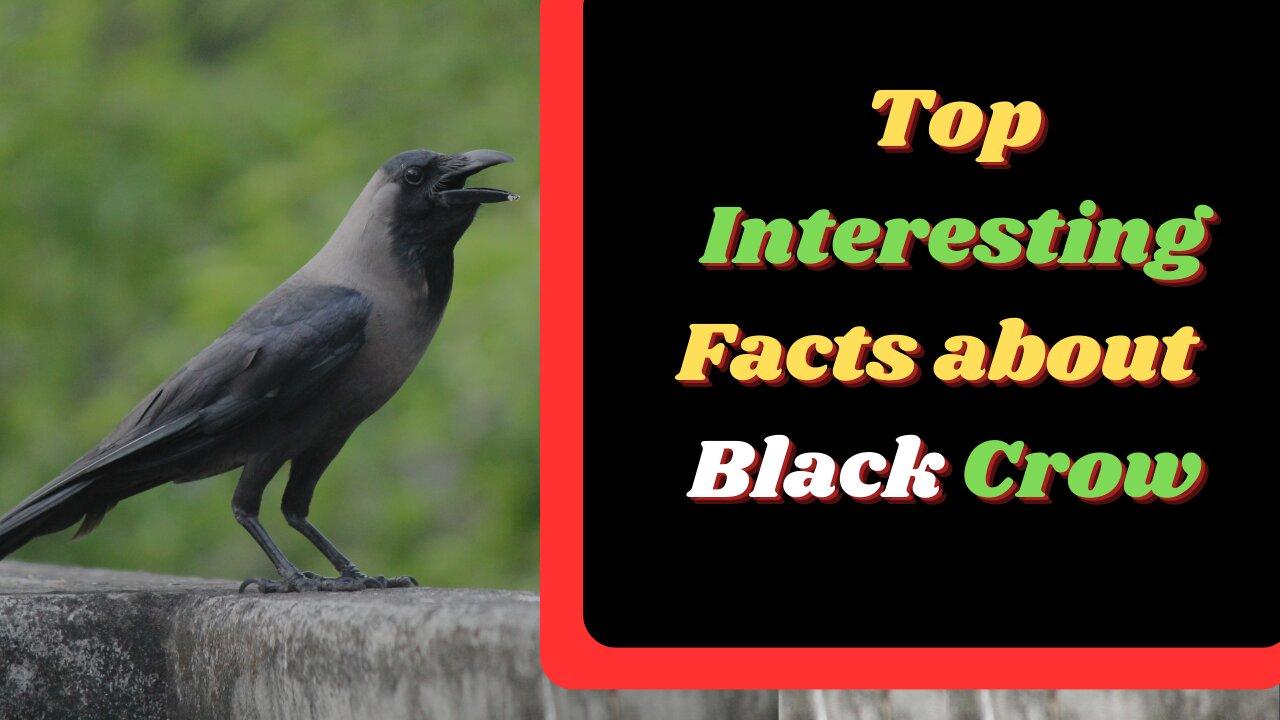 Top interesting Facts about crow in english - One News Page VIDEO