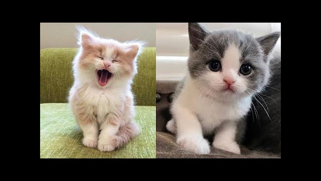 Baby Cats Cute And Funny Baby Cat Videos One News Page Video