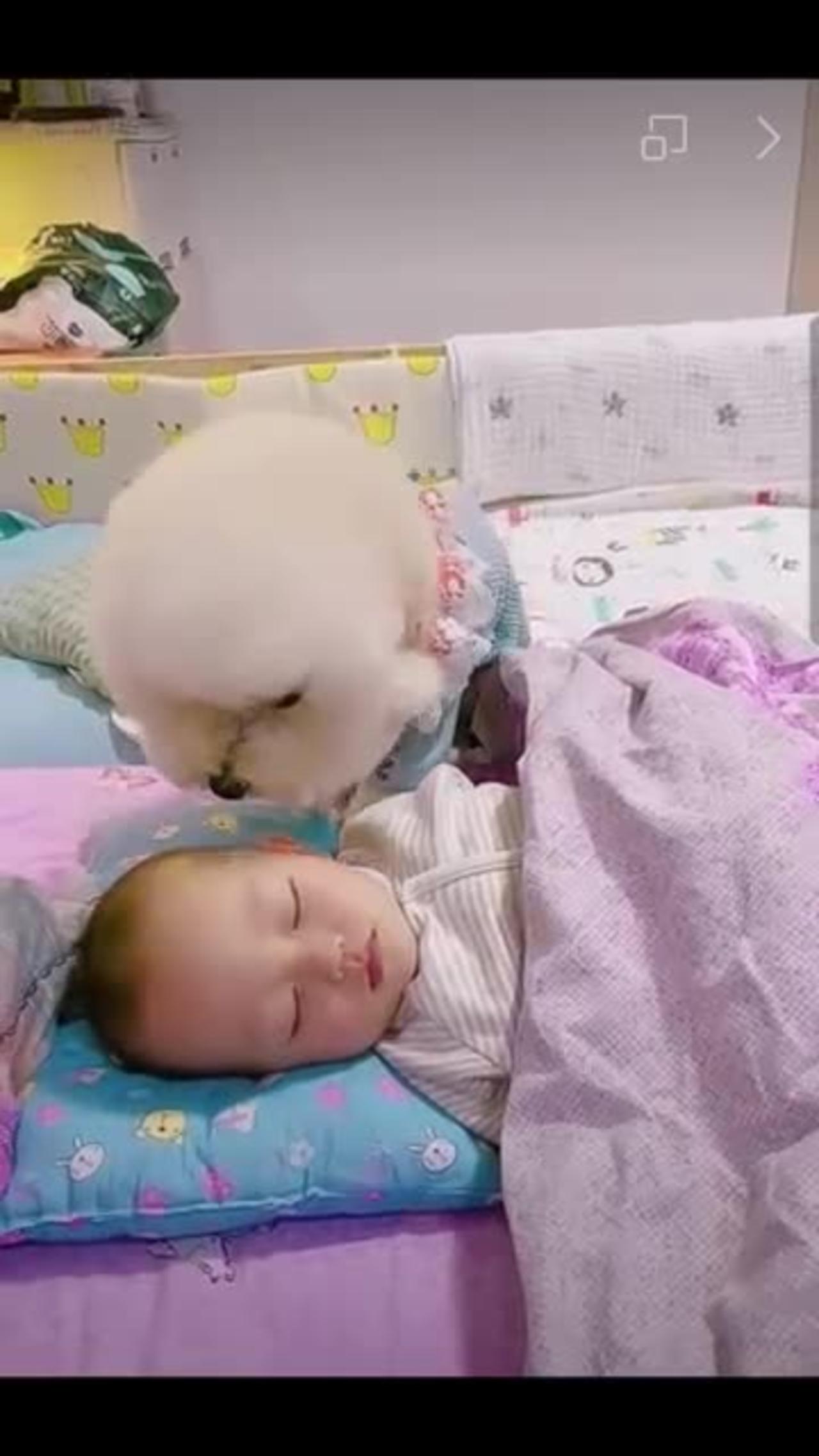 🐕❤Most heartwarming & touching cute dog takes care of dog baby😘😘