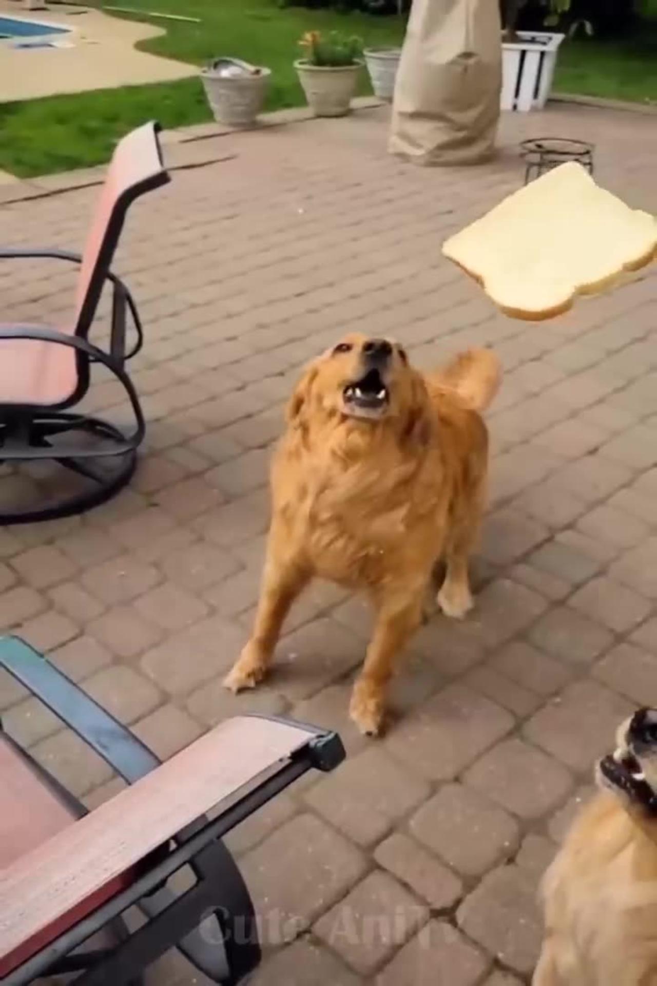 Funny and Cute Cats and Dogs compilation videos - One News Page VIDEO