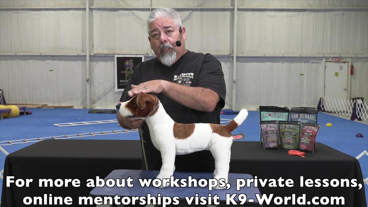 Hand Stacking Show Dogs with Eric Salas One News Page VIDEO