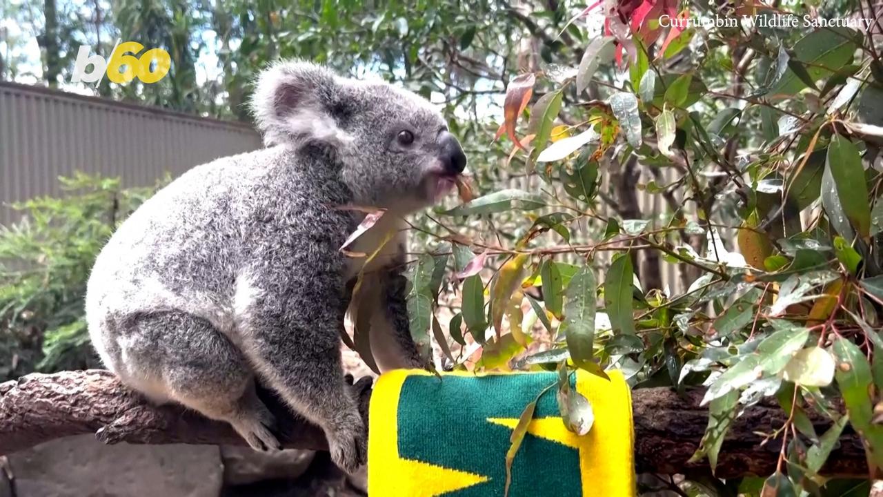 Adorable Year-Old Koala Predicts FIFA Winners at Sanctuary