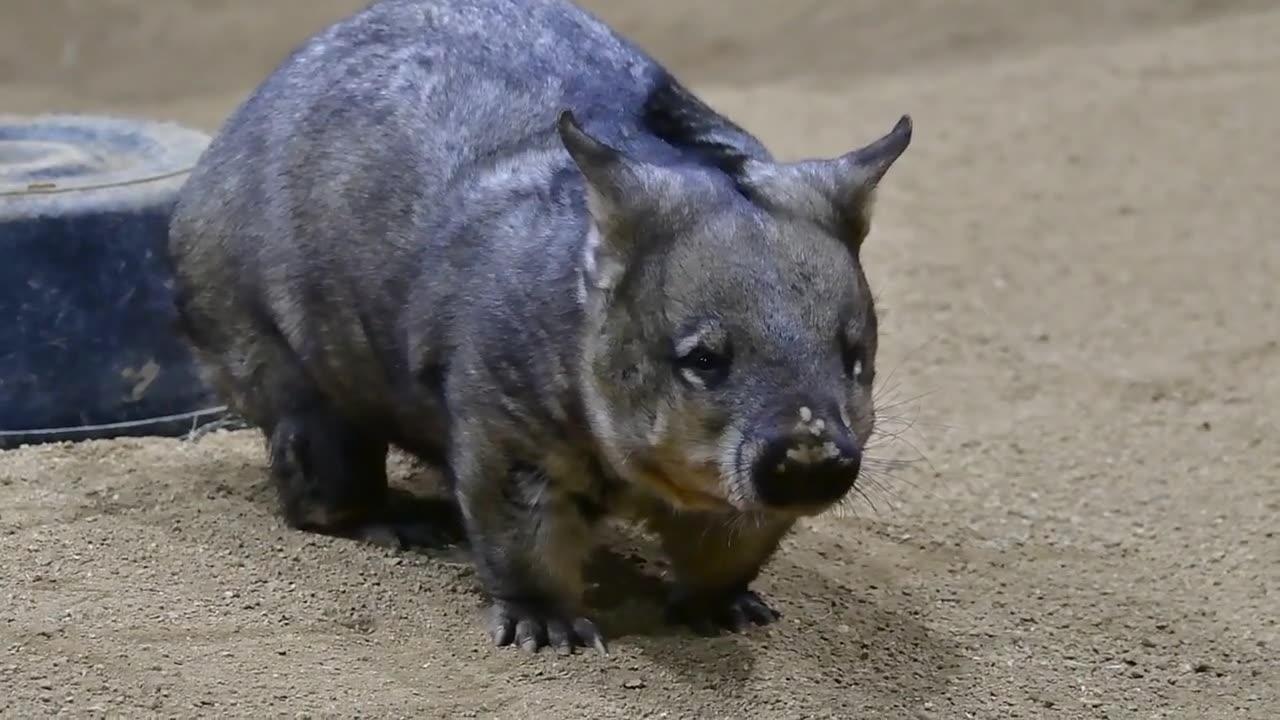 murray the wombats