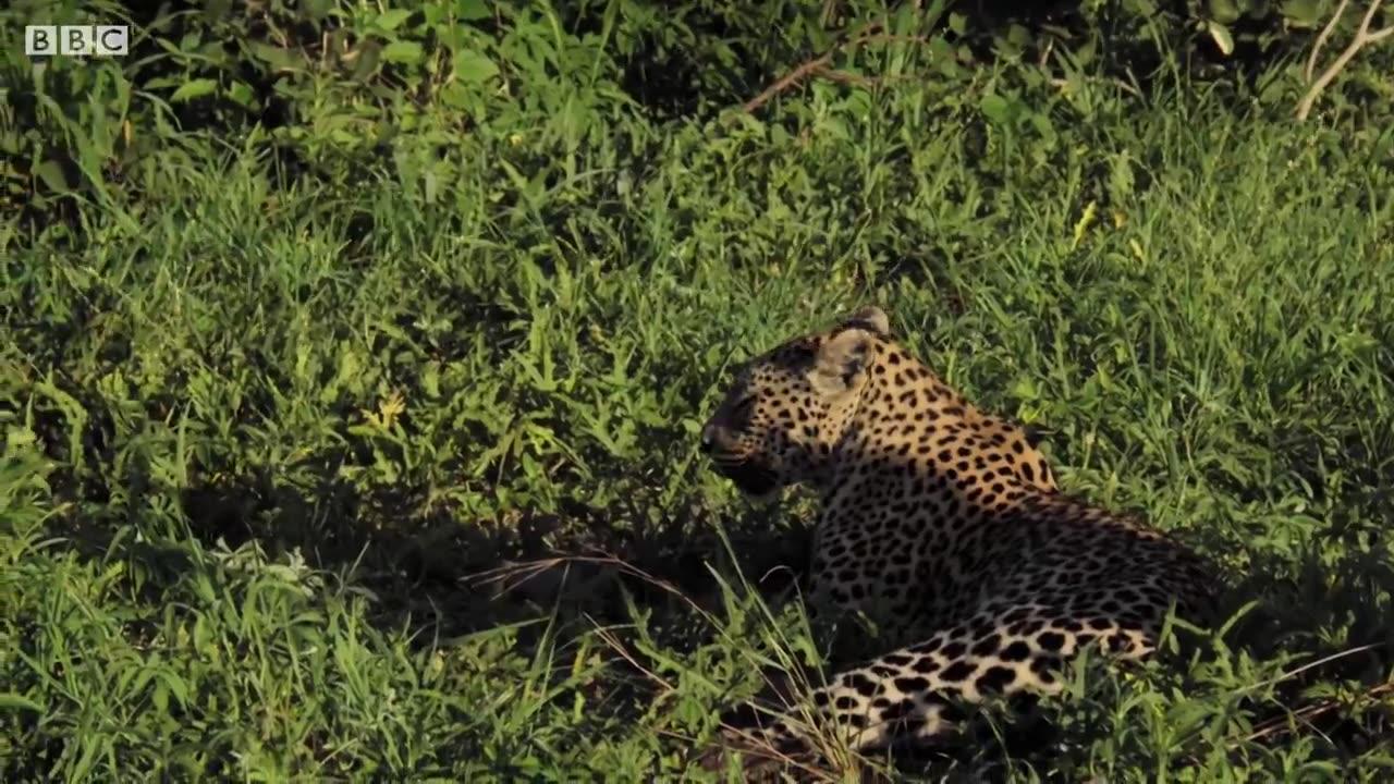 Why did this Leopard Mother Fight Her Own Daughter? | BBC Earth