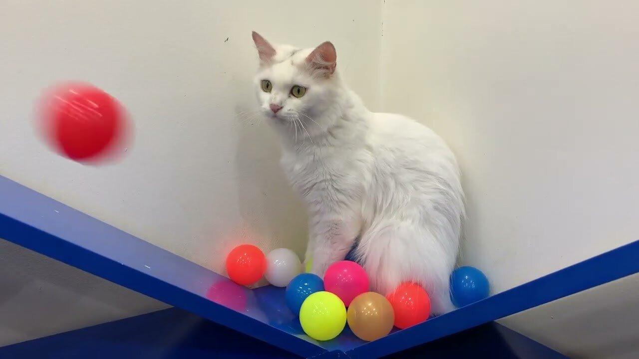 Do Cat Like Ball Pits One News Page VIDEO