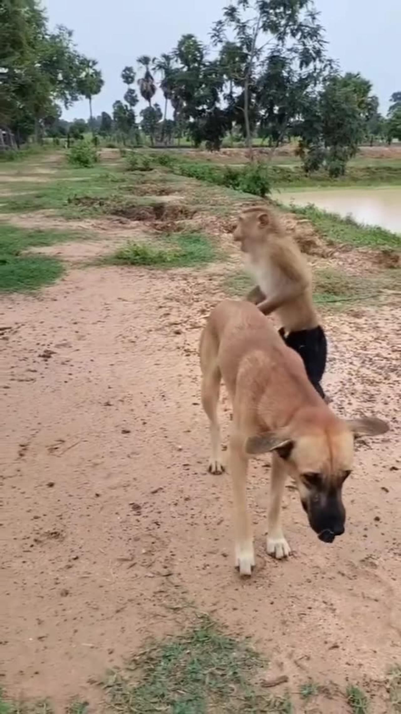 Dog and monkey fairend funny video