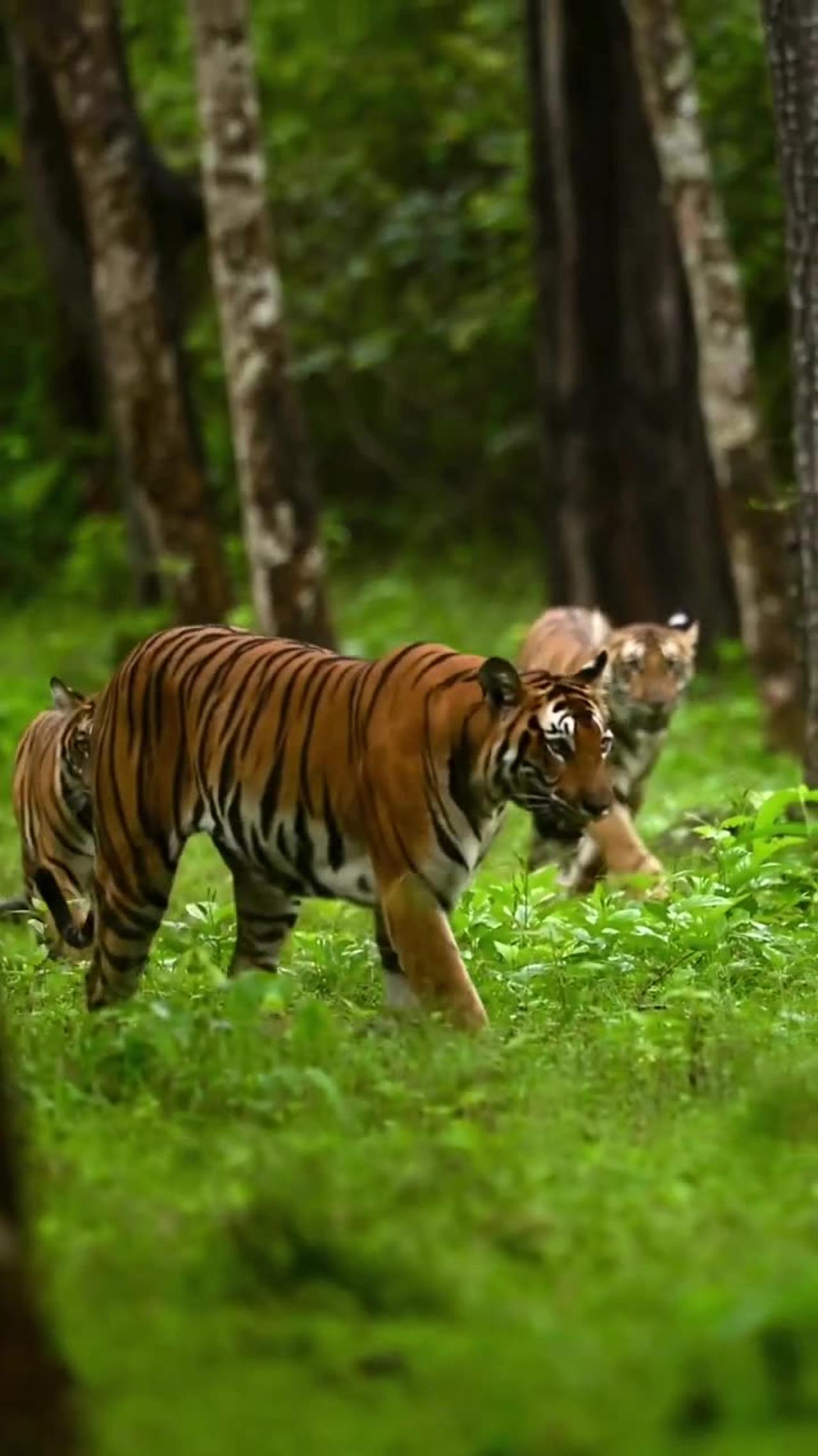 🔥video is from Ranthambore National park in India.#Trendingwildlife#goviral