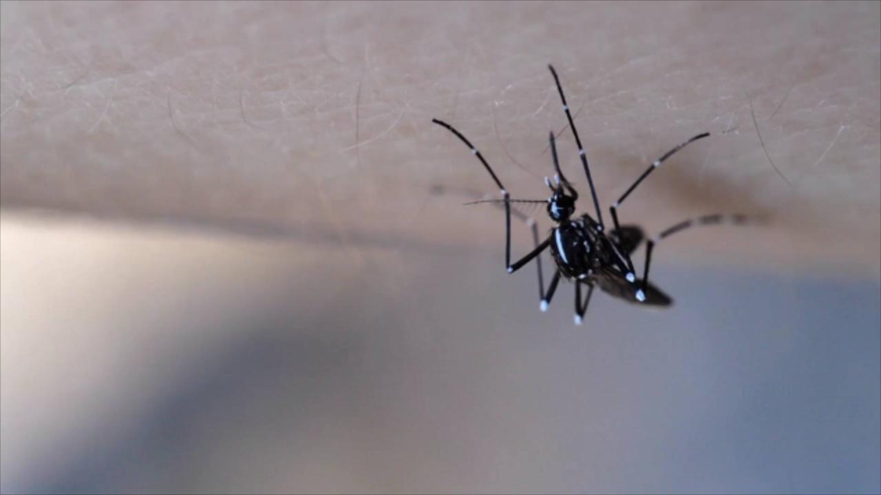 Health Officials Warn Dengue Virus Is Spreading Across Florida Counties