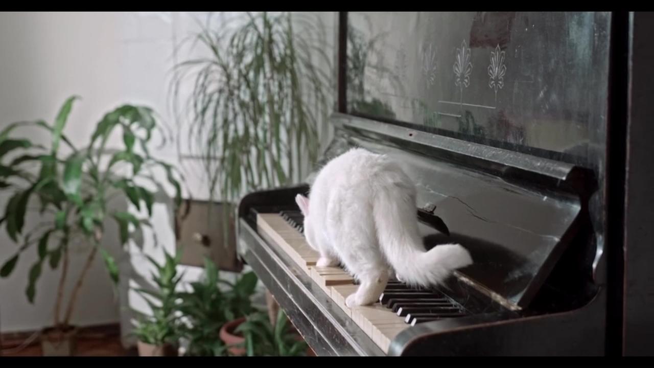 White Cat, Aspiring Pianist, Plays on All Fours