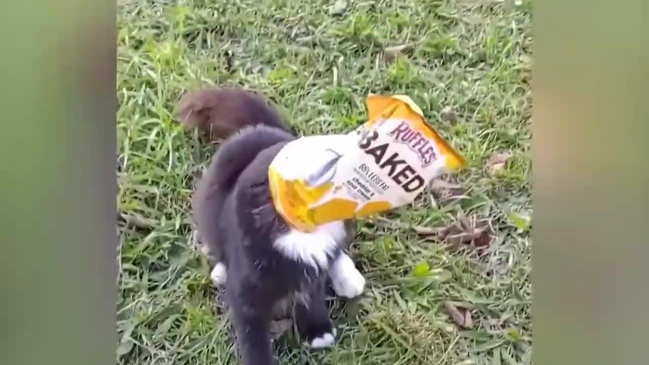 Funny animals - Funny cats _ dogs - Funny animal videos 326