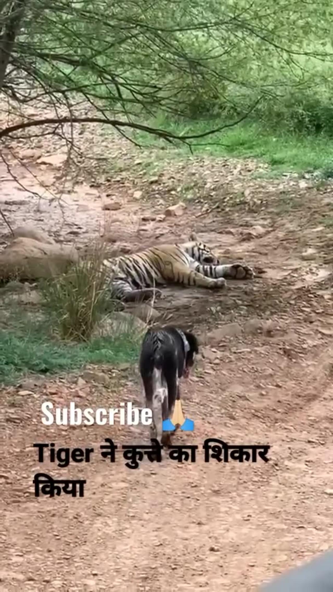 killTigered dog at zone 2 Ranthambore National Park, Tiger attack dog