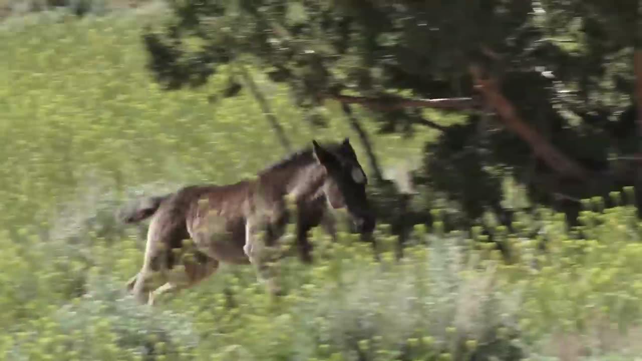 Nevada's Wild Mustangs: A Campground Adventure You Won't Forget!