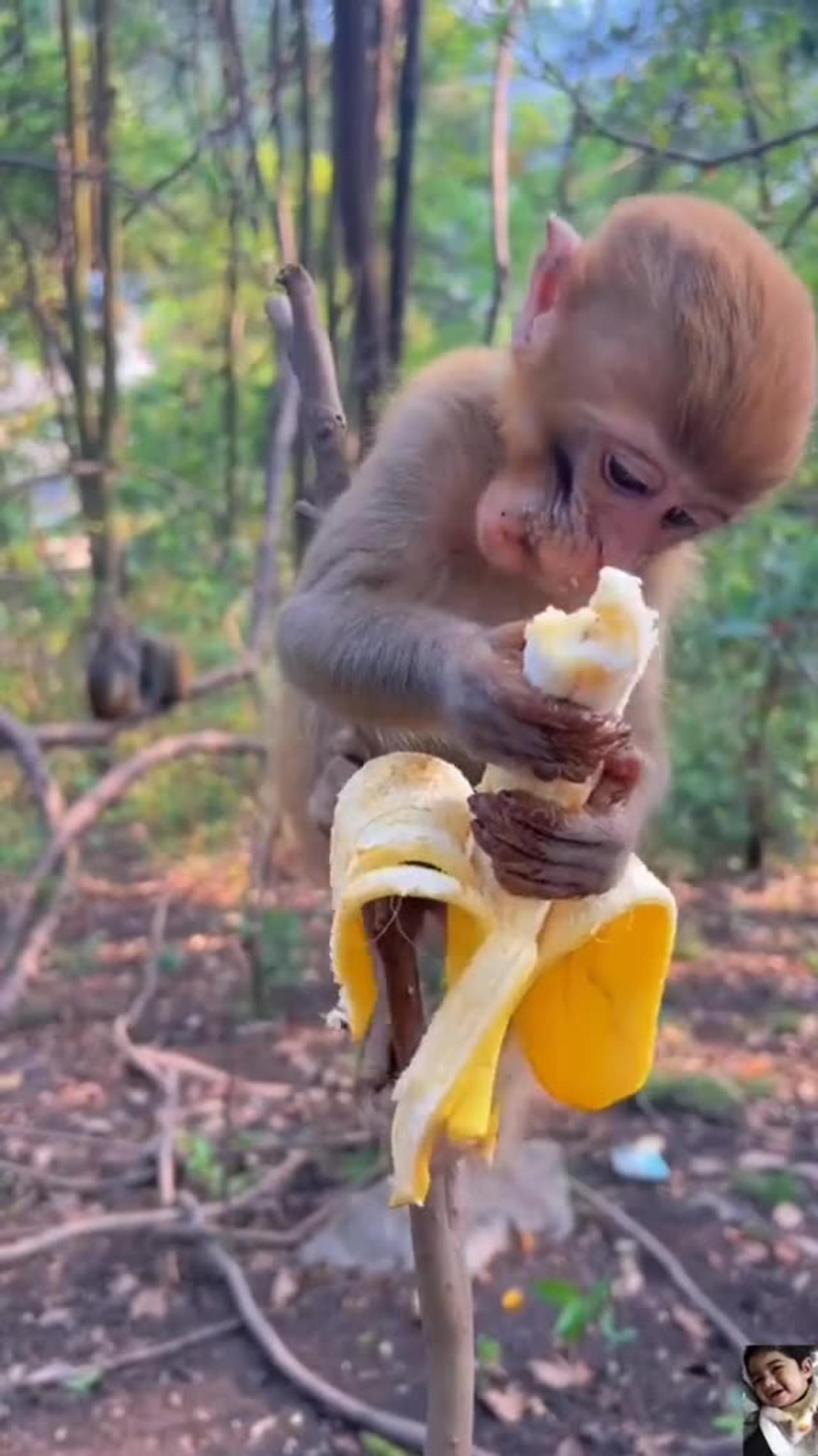 "Banana Bonanza: Watch the Playful Monkey Indulge in a Tasty Delight!"