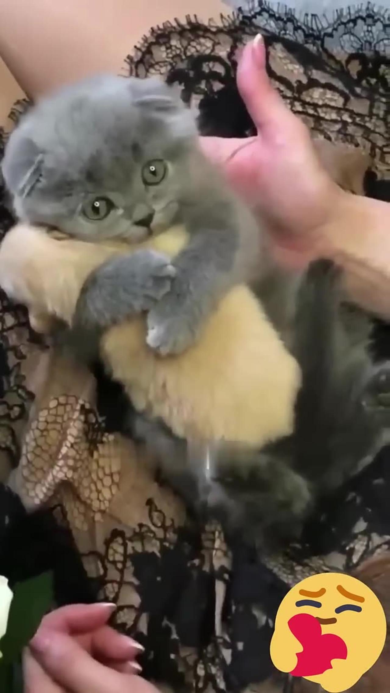 cute kitten hugs puppy