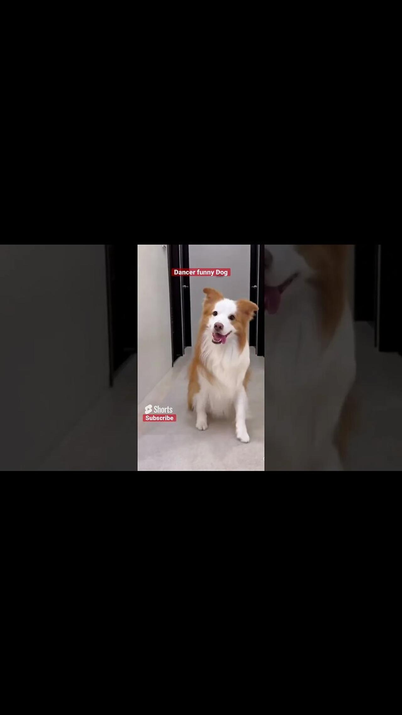 My cute dog dancing & making TikTok video One News Page VIDEO