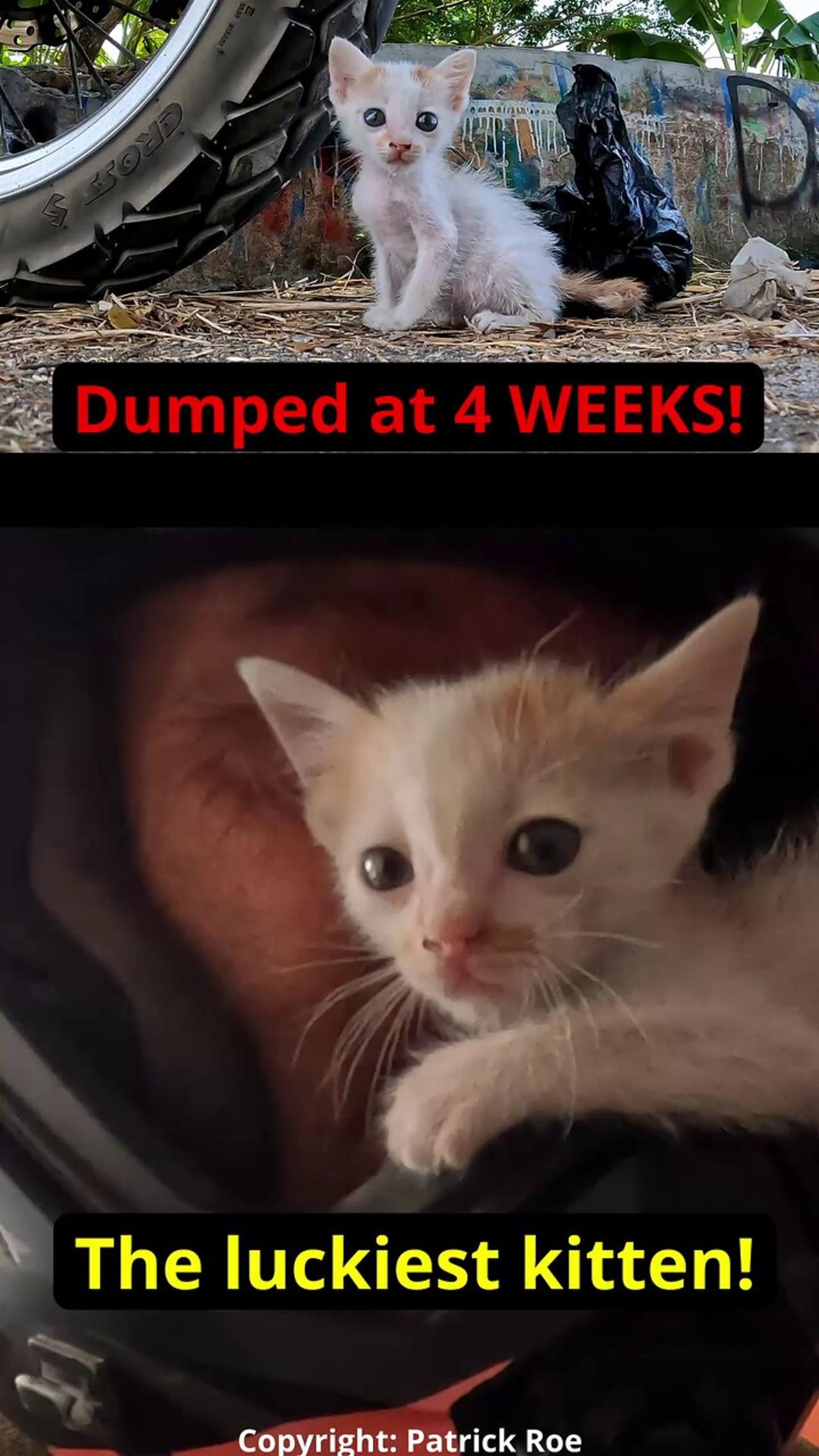 1 month old tiny kitten rescued from a rubbish dump #animalresue #indonesia