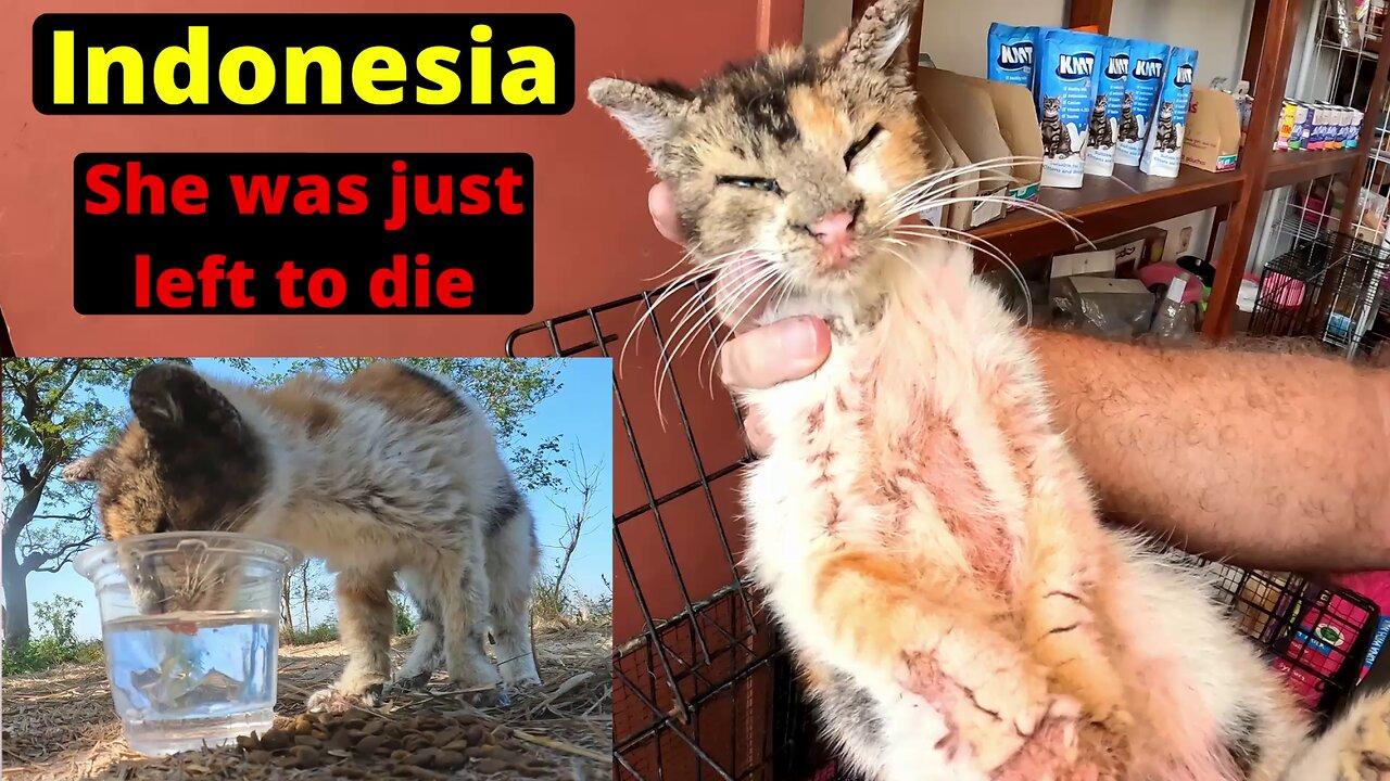 Rescuing a cat with severe scabies and no hope of survival