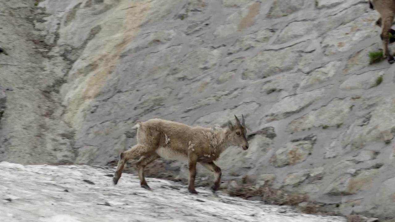The incredible ibex defies gravity and climbs a dam | Forces of Nature with Brian Cox