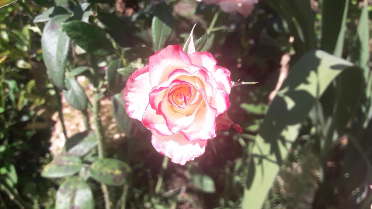 Bicolor rose