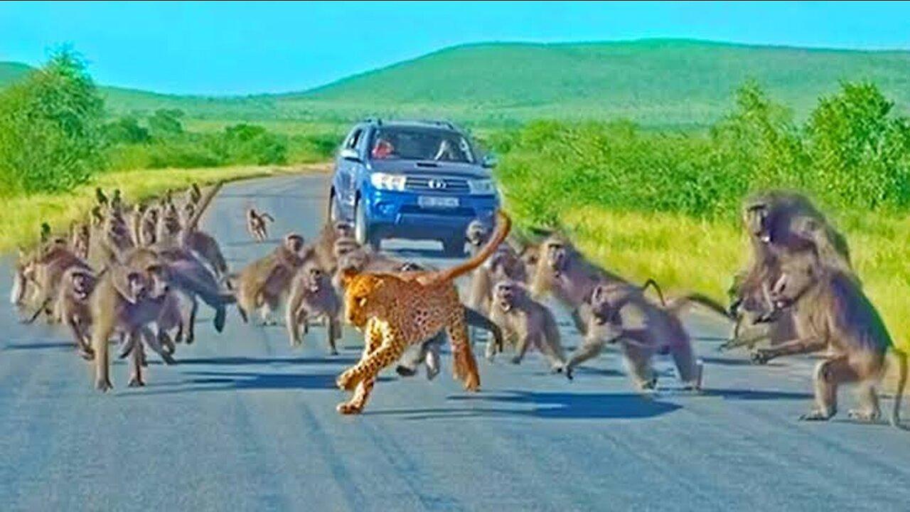 50 Baboons attacking a Leopard | Part 2