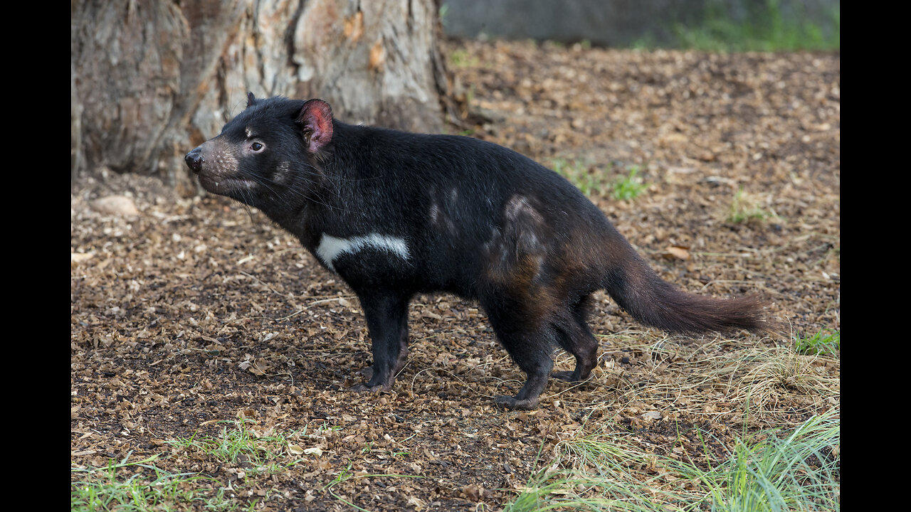 Interesting facts about Tasmanian devil - One News Page VIDEO