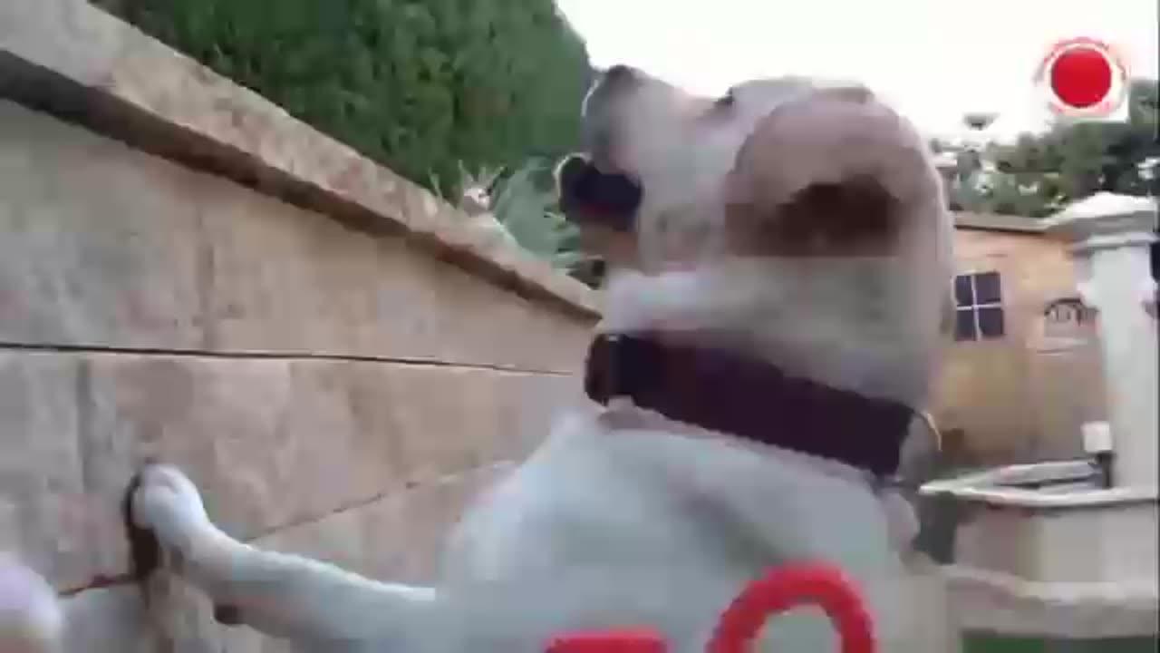 Dogs barking sounds angry - Funny Dog