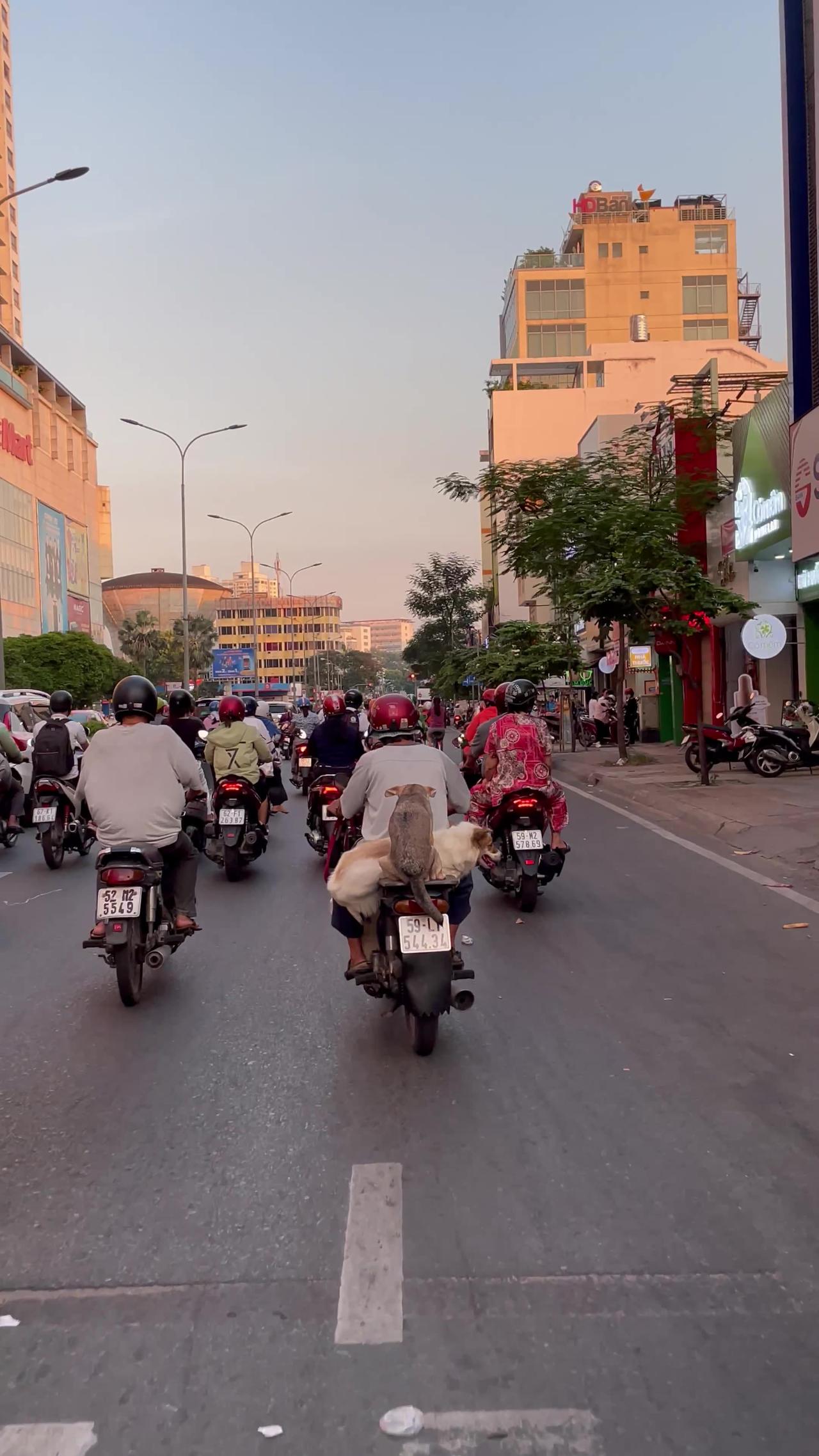 Saigon Pups Commute On Scooter