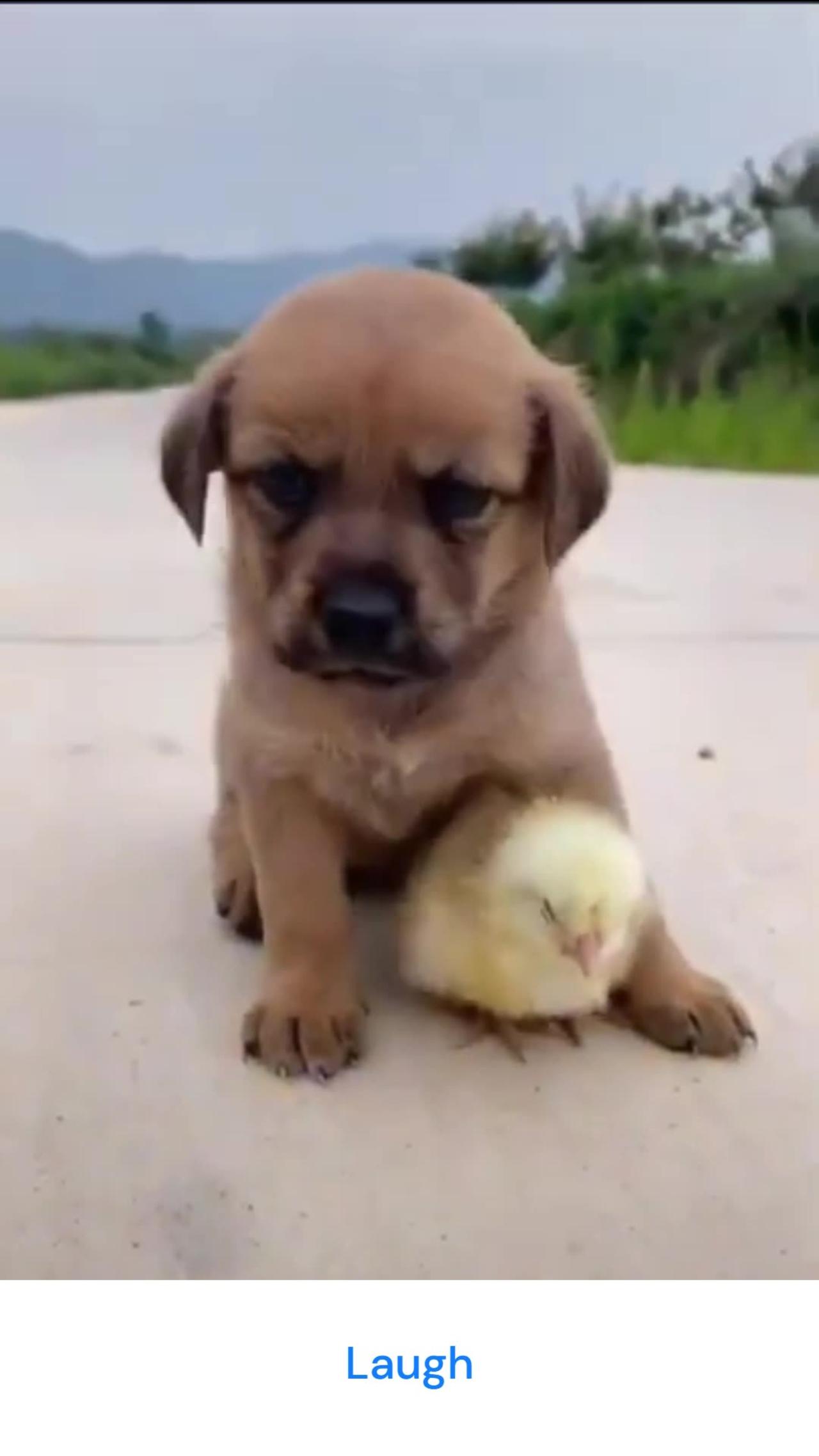 Funny Dogs Videos - One News Page VIDEO
