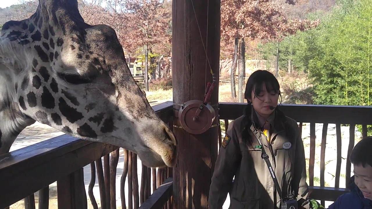 I'm going to feed the giraffe