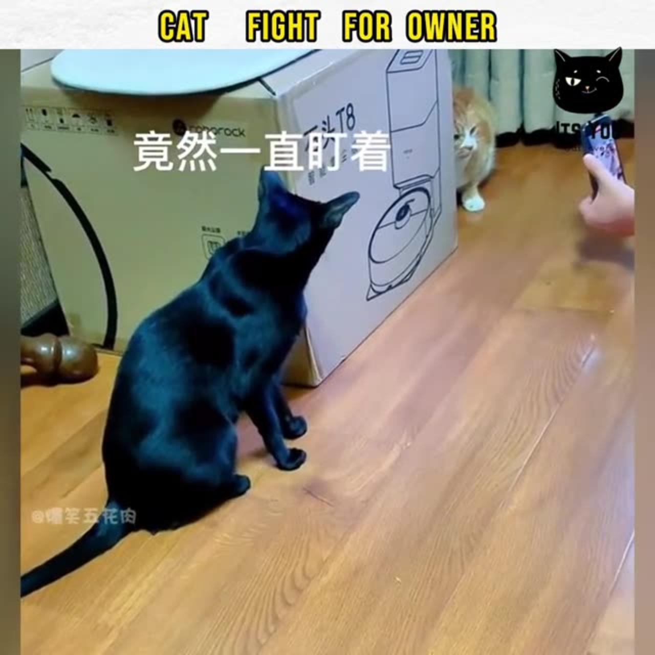 Cats fight for owner cute