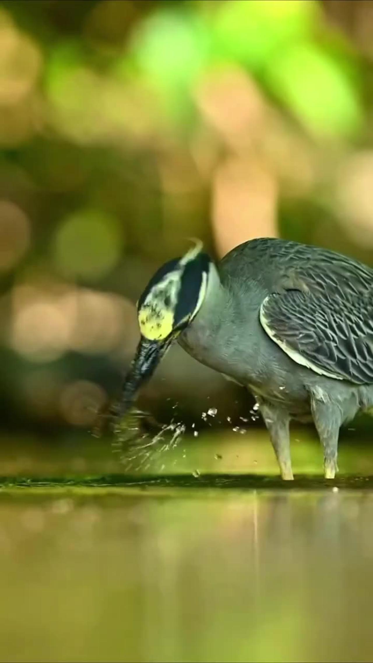 Cute bird hunting fish in water