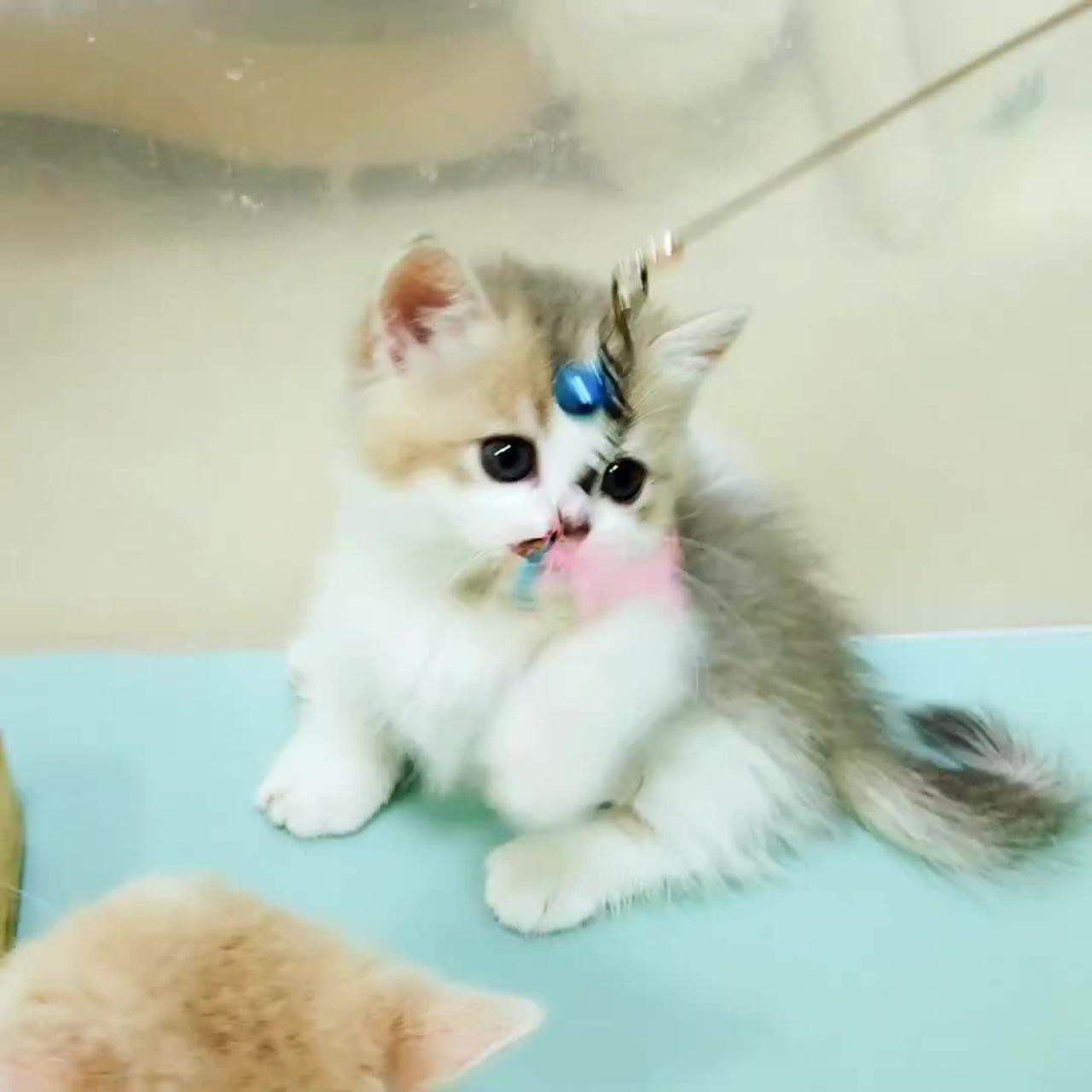 The World Cutest Kitten