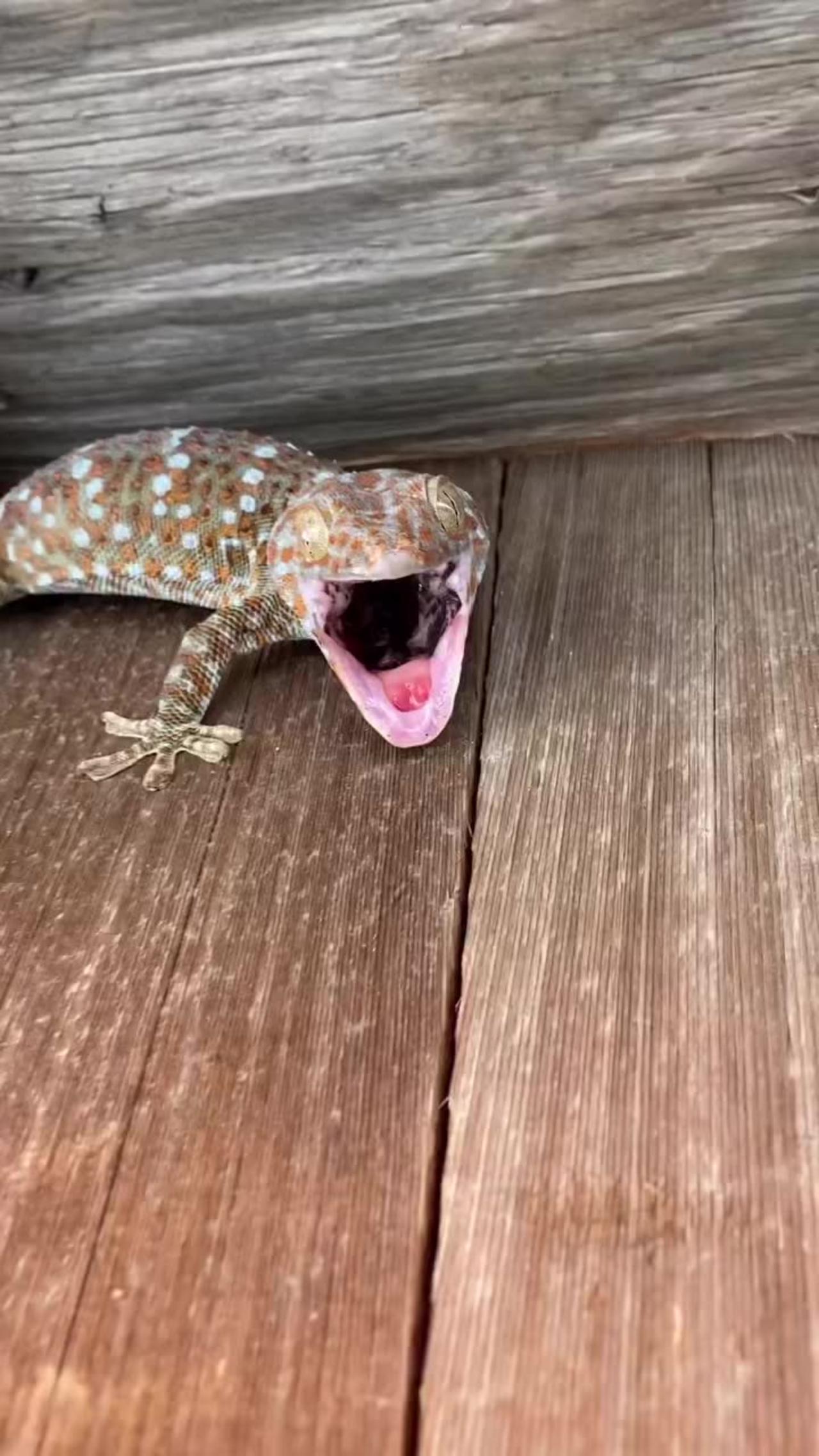 How the Lizard Tried to bite me