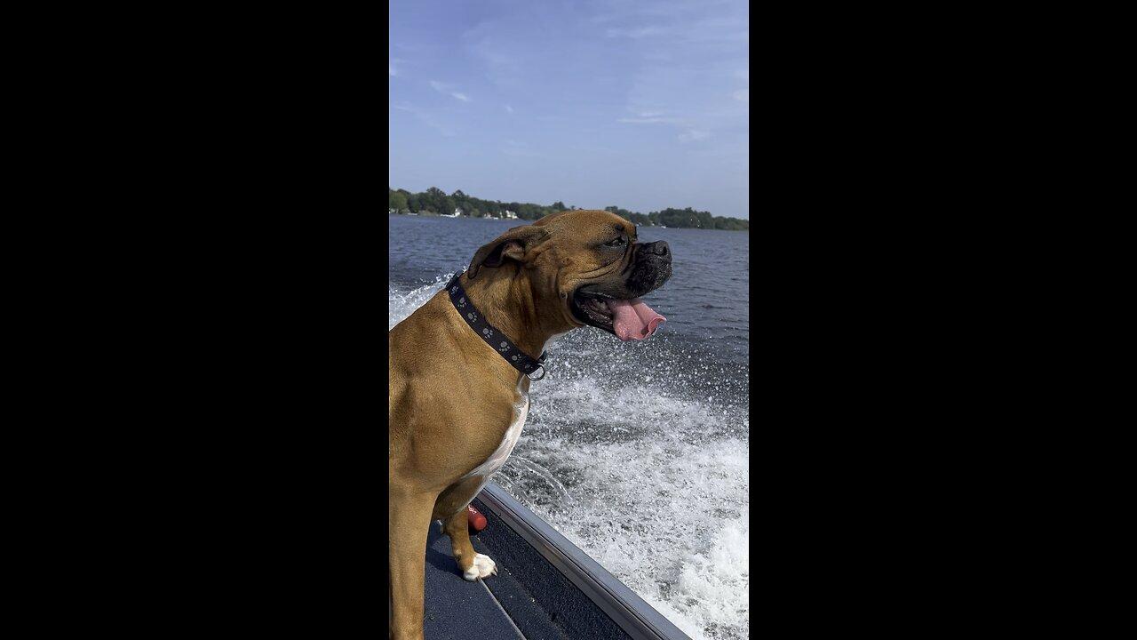 Boxer Dog on a boat ride