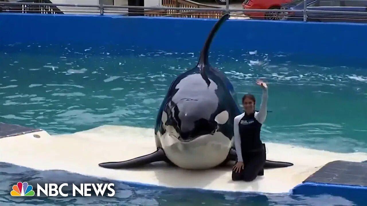 Lolita, beloved orca at Miami Seaquarium, dies ahead of planned release