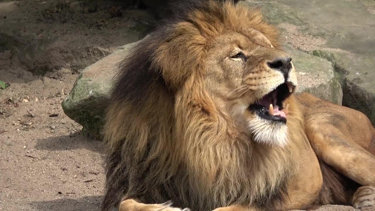 Lions video 2
