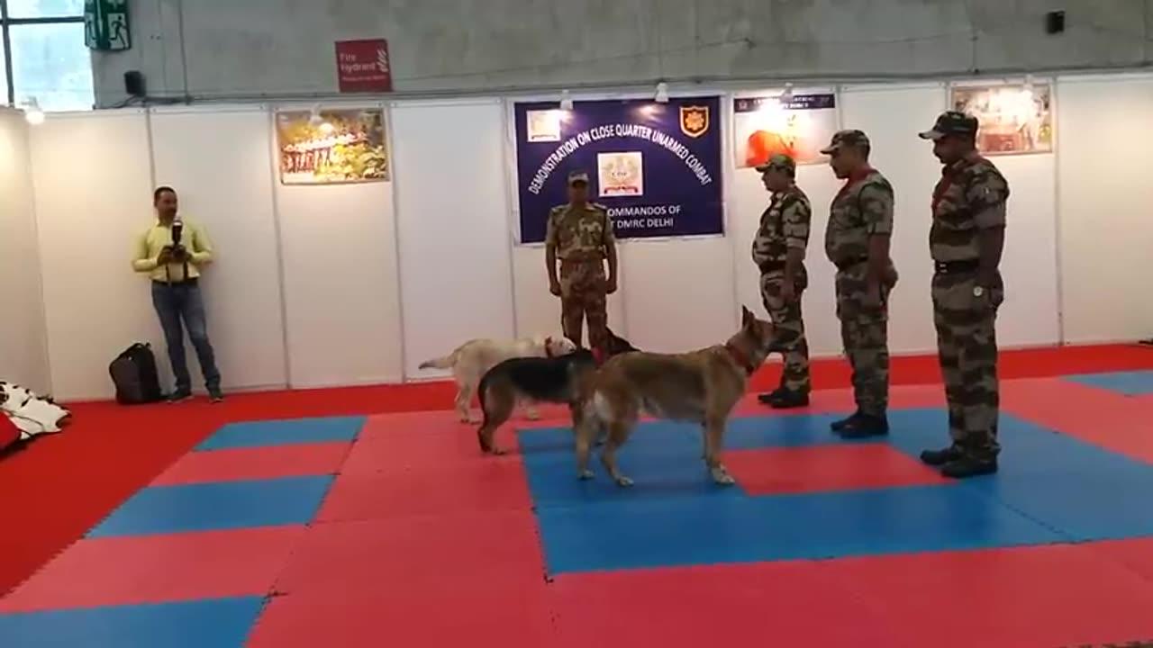 Indian army dogs training One News Page VIDEO