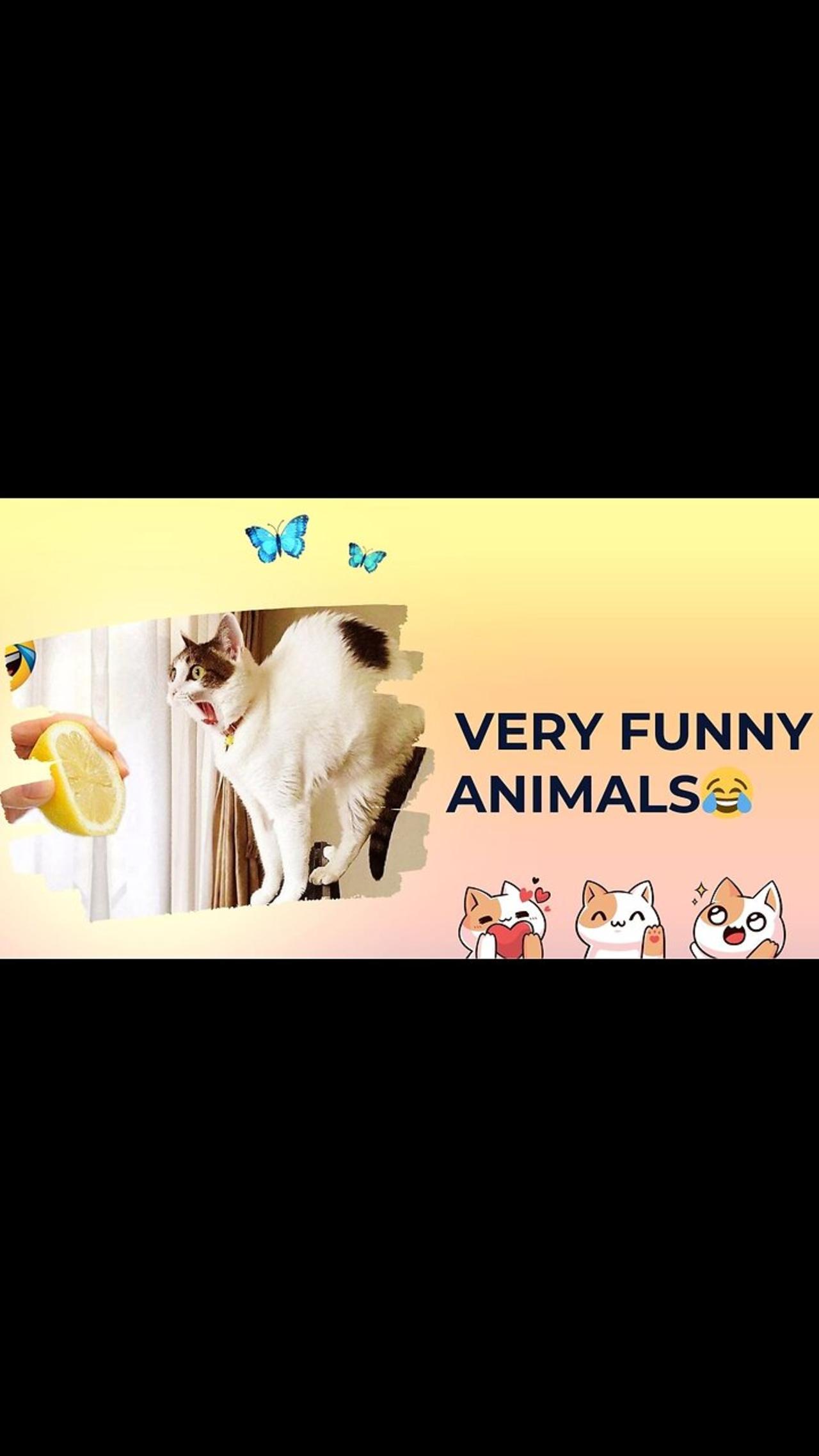 #Funny 😊😊😊😊 Oh My God 😍😍😍😍 Very Funny Animals