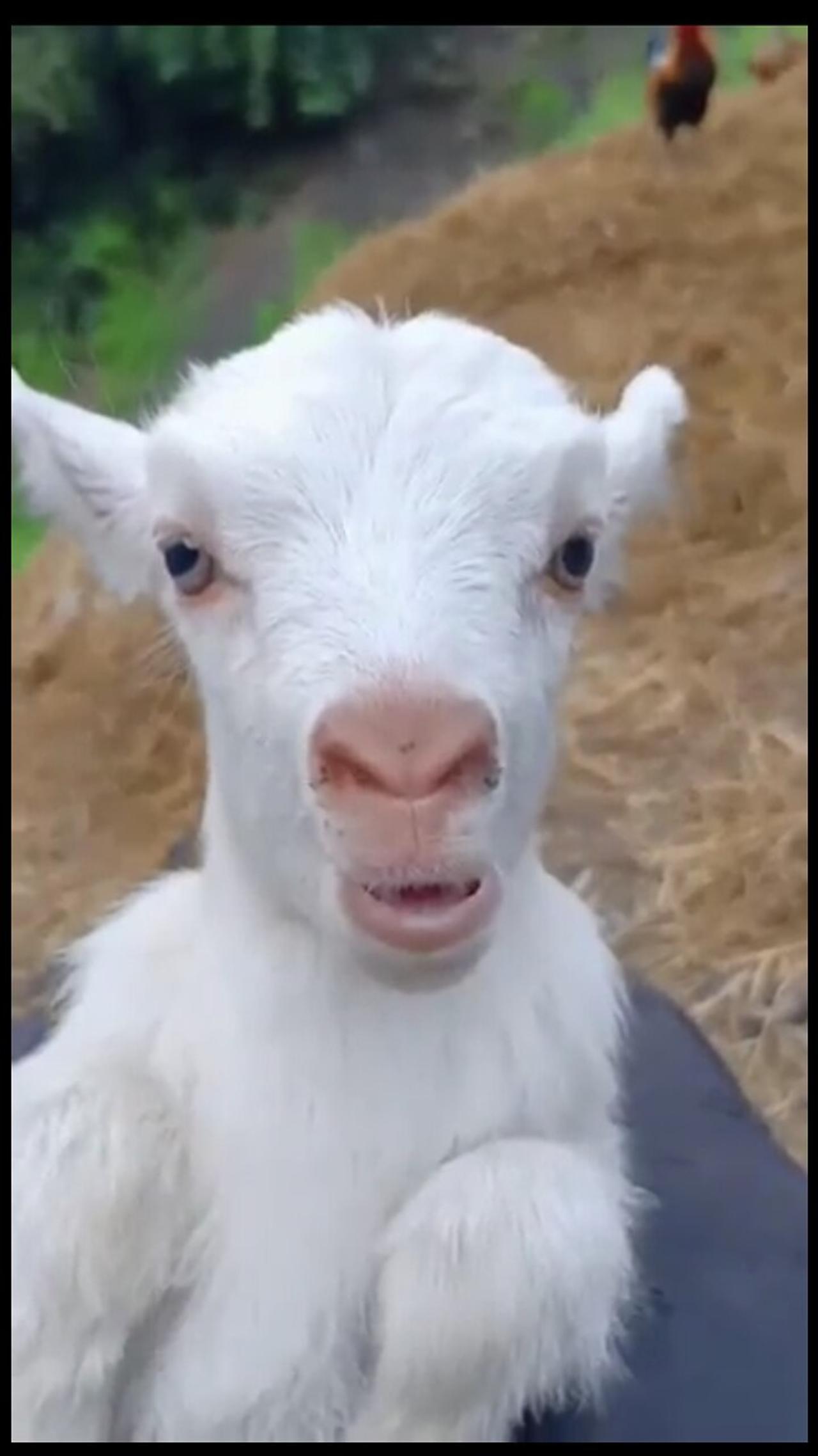 Cute funny goat 😂