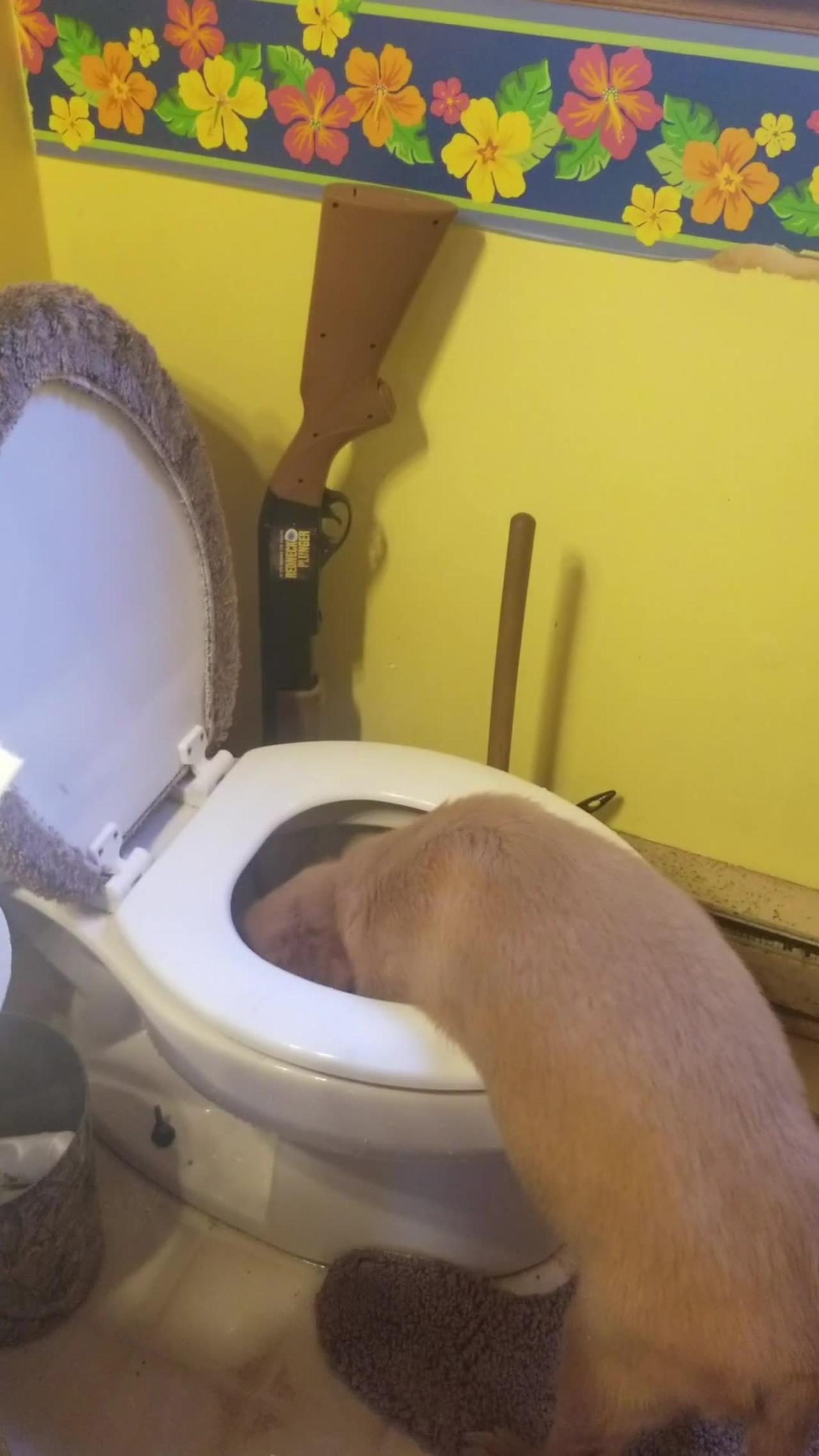 Golden Puppy Dog Paddling In Toilet Bowl