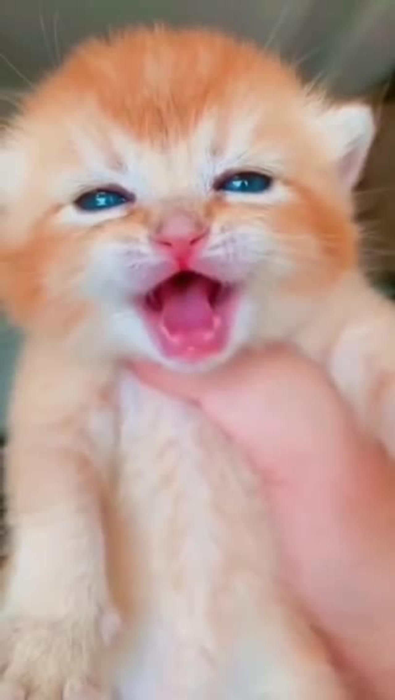 Cat meme & kitten - funny cats meow baby cute
