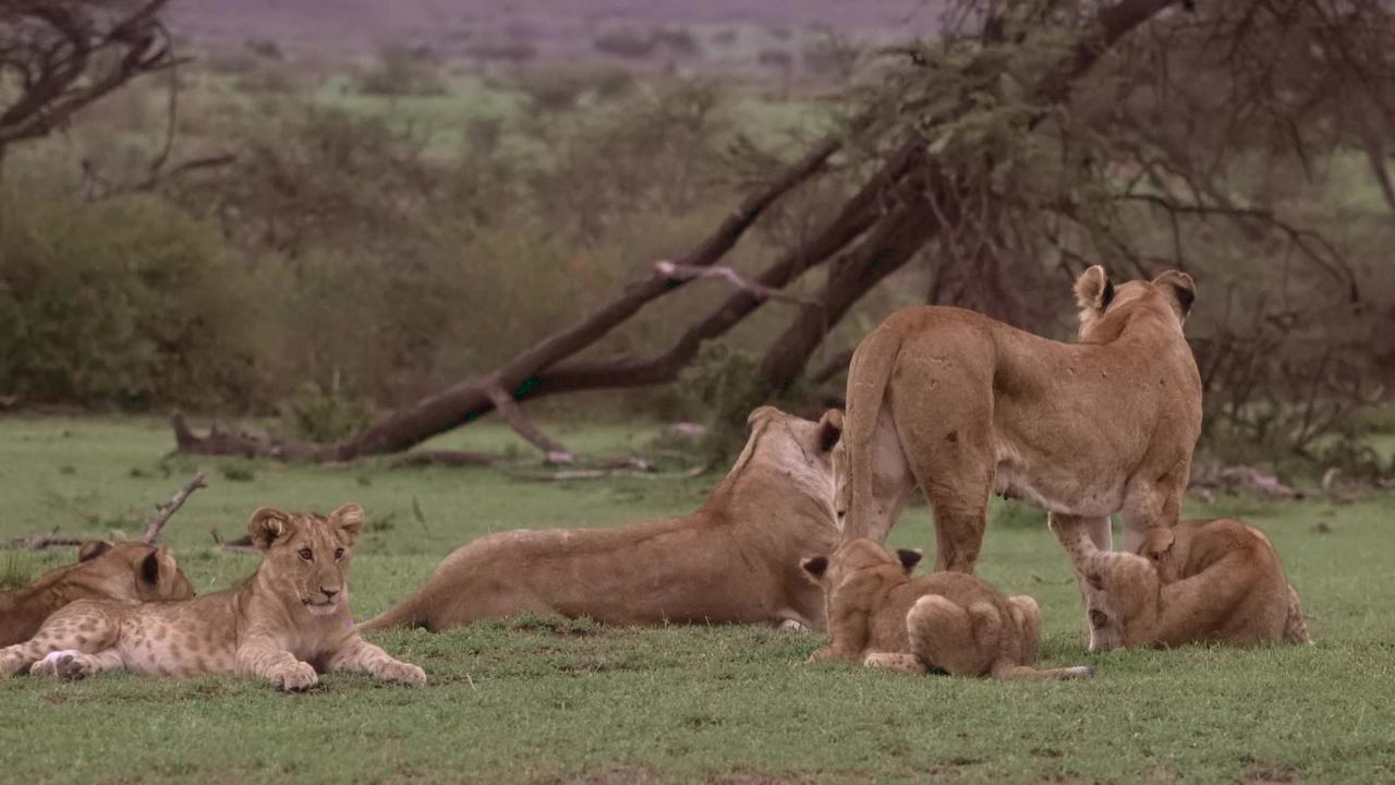 Lion family the King of jungle