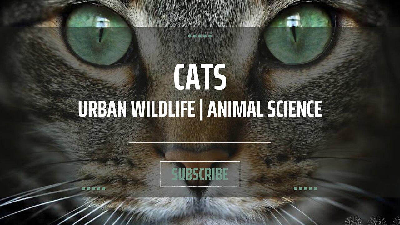 Cats | Urban Wildlife | Animal Science
