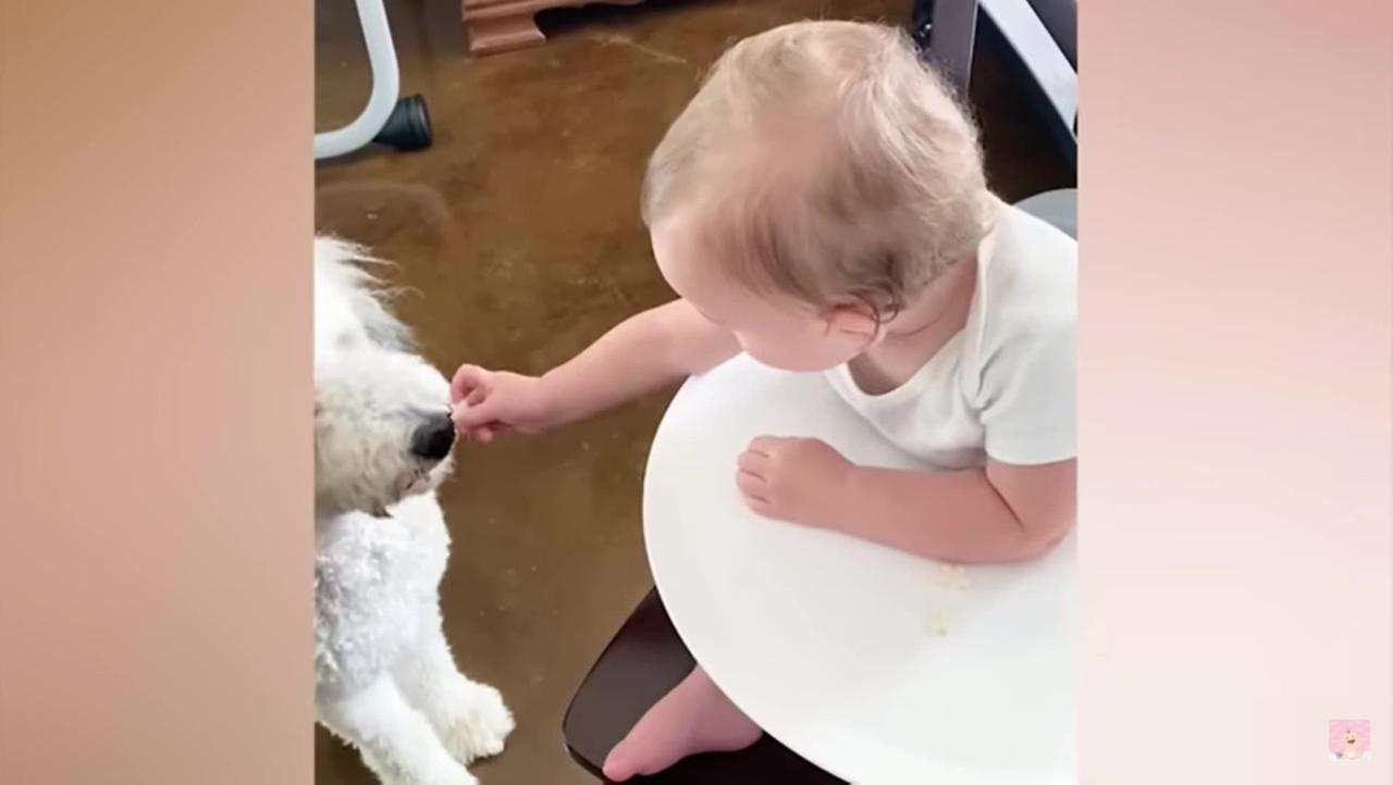 Cute Babies & Funny Pets