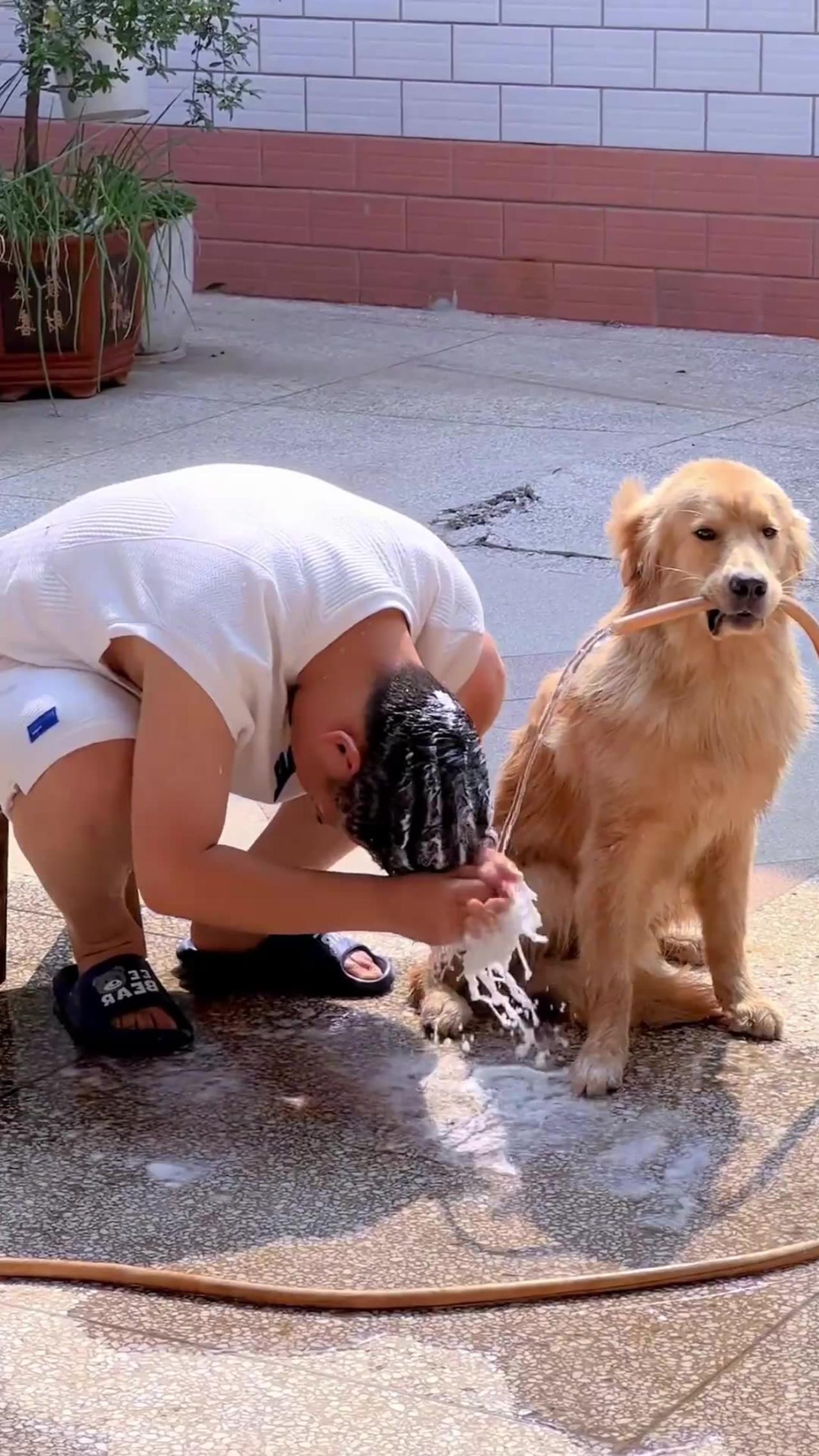 Dog help to owners for work 🥰
