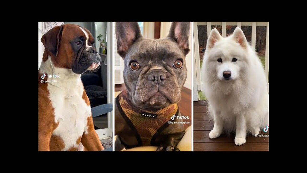 Trending Funny Doggos 😅 Funniest Dogs and Puppies😹🐶