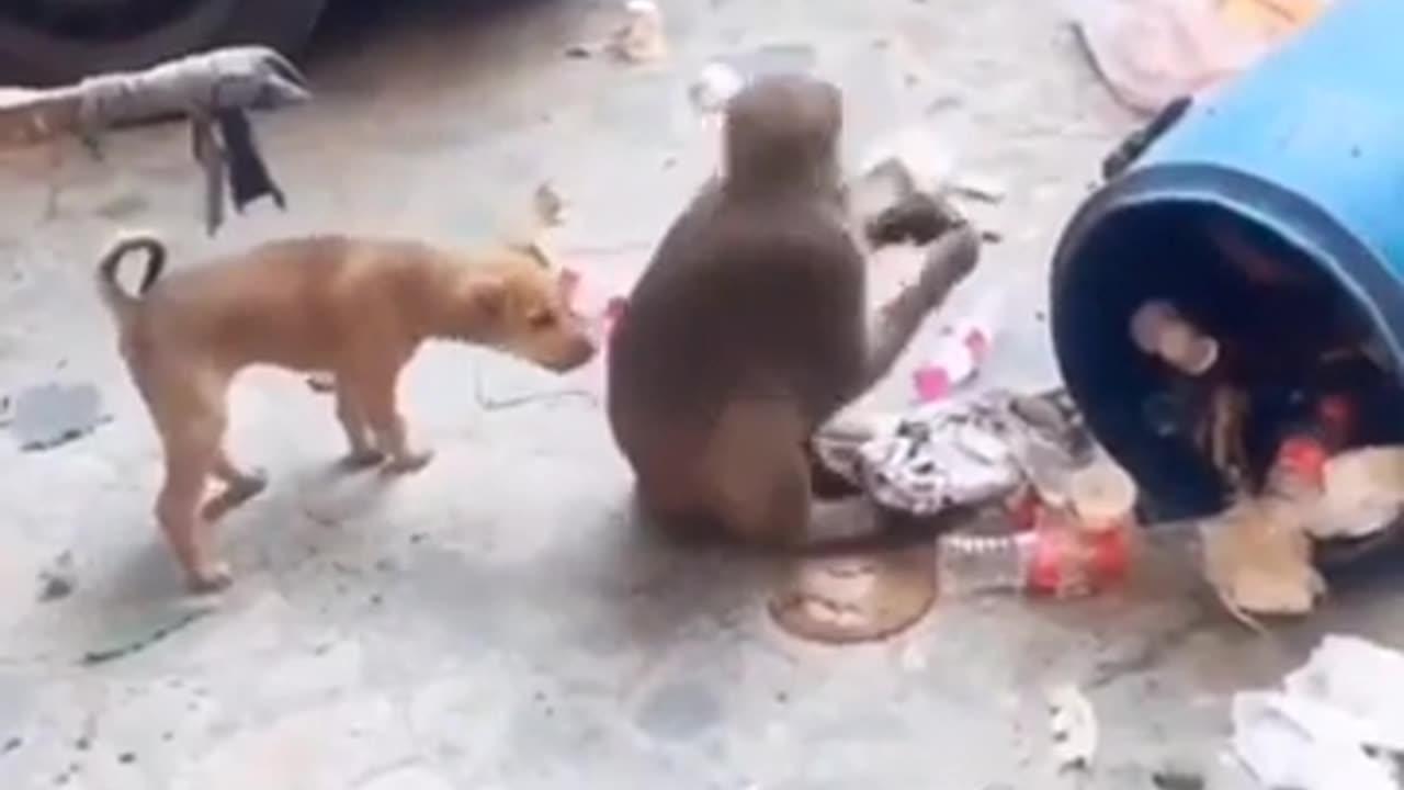 Amazing funny video Dog and with monkey