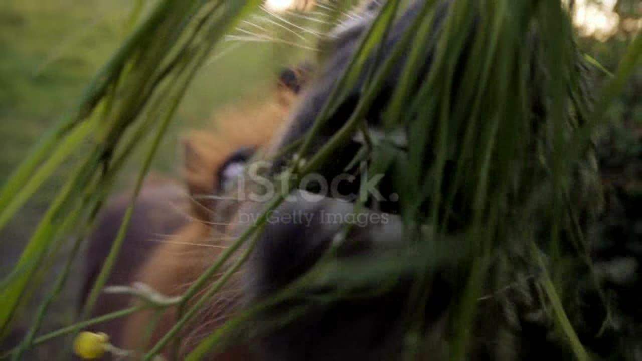 Shetland Pony Eating Grass stock video
