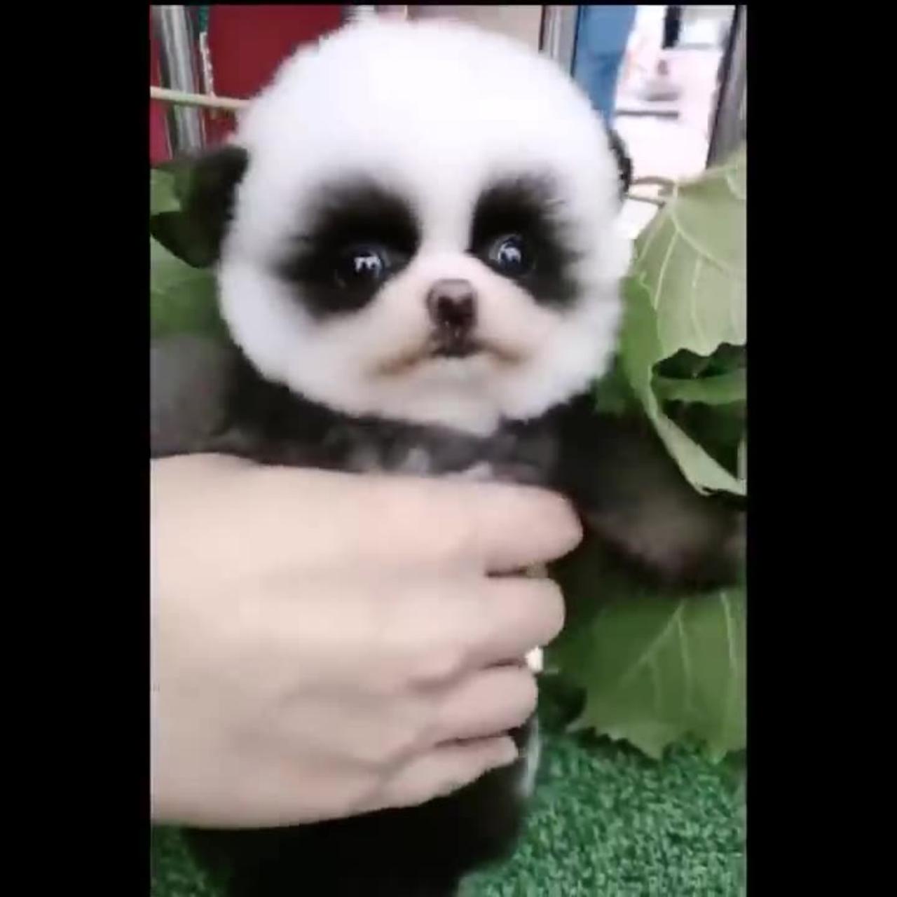 Cutest baby animals Videos Compilation Cute moment of the Animals.